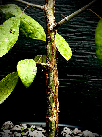 Commiphora madagascarensis 1 gallon Rare Madagascar Myrrha Tree