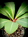 Euphorbia viguieri Large Plants Jewel of Madagascar 6"
