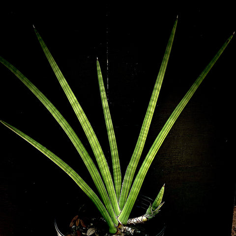 Sansevieria pearsonii Huge Specimen