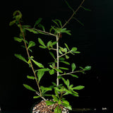 Commiphora schimperi 1 gallon - Myrrha Tree