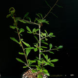 Commiphora schimperi 1 gallon - Myrrha Tree