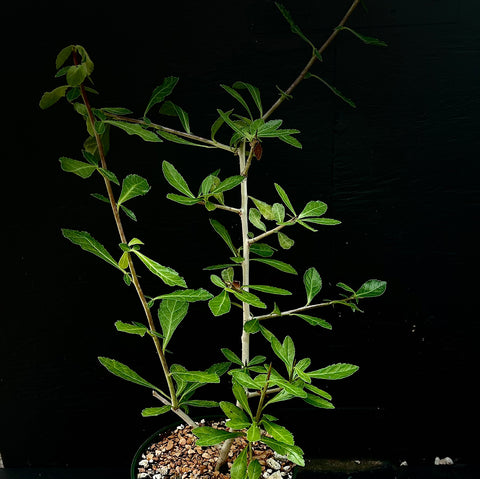 Commiphora schimperi 1 gallon - Myrrha Tree