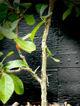 Commiphora pyracanthoides 2 gallon Large