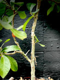 Commiphora pyracanthoides 2 gallon Large