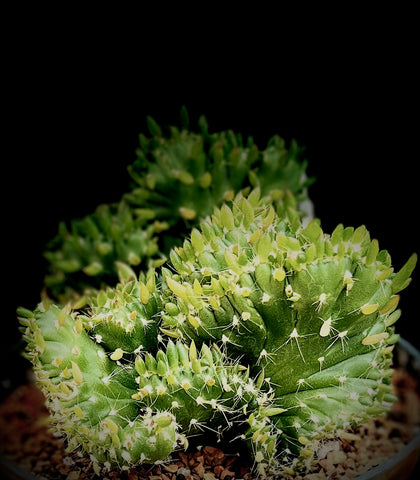 Austrocylindropuntia cv Roller Coaster Crested 5" Monster Cactus prickly pear