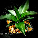Sansevieria hybrid Midnight Fountain x Cordova 5” pots