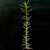 Alluaudiopsis fihirensis 4"