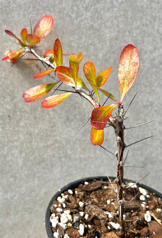 Fouquieria macdougalii 6"/1 gallon pot Ocotillo Caudex Bonsai Plant
