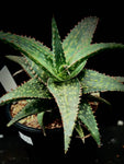 Aloe hybrid 'Fang’  Rare Kelly Griffin Hybrid