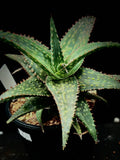 Aloe hybrid Fang 4”
