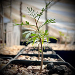 Bursera microphylla New World Frankincense Bonsai Tree Seed Grown