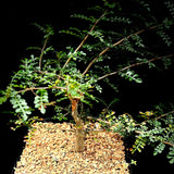 Operculicarya pachypus x decaryi 1 gallon/6" Bonsai Tree