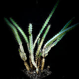 Euphorbia greenwayi   BLUE succulent Two Sizes Available