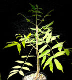 Commiphora aprevalii 1 gallon Large