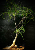 Euphorbia hedyotoides Large