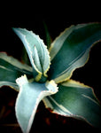 Agave gypsophila Ivory Curls Large 2 gallon Albomarginated