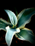 Agave gypsophila Ivory Curls Large 2 gallon Albomarginated