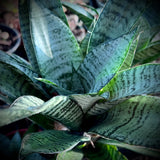 Sansevieria hybrid ‘Marga’