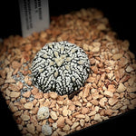 Astrophytum asterias 4" pots Super Kabuto Ooibos, Star Cactus