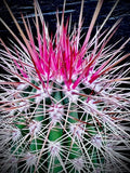 Echinocereus viridiflorus var. chloranthus 4” Nylon Hedgehog Cactus