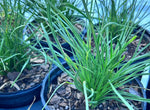 Liatris laevigata | Evergreen Blazing Star Gayfeather | Florida Native Wildflower