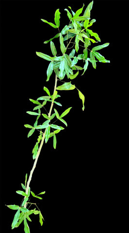 Commiphora lamii Madagascar | 5 UNROOTED CUTTINGS | Myrrha tree Bonsai