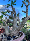 Pachypodium bicolor Seed grown rare Madagascar Palm Caudex Species