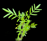 Bursera Waterman | Bursera microphylla x bursera fagaroides New World Frankincense tree | Natural hybrid
