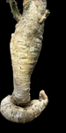 Sesamothamnus busseanus | RARE Caudex Plant | Large Rooted Cutting