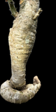 Sesamothamnus busseanus | RARE Caudex Plant | Large Rooted Cutting