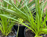 Liatris spicata Blazing Gayfeather Florida Native Flower