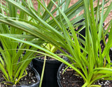 Liatris spicata Blazing Gayfeather Florida Native Flower