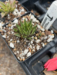 Haworthia mirabilis var heidelbergensis 3"