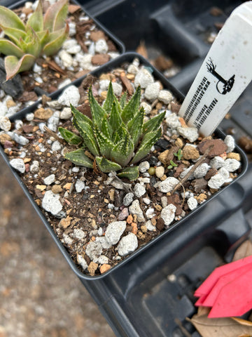 Haworthia mirabilis var heidelbergensis 3"