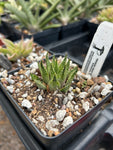 Haworthia mirabilis var heidelbergensis 3"