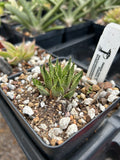 Haworthia mirabilis var heidelbergensis 3"