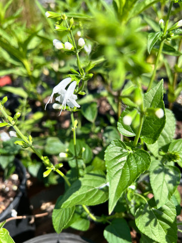White Tropical Sage | Salvia coccinea | Florida Native Wildflower Perennial | Pollinator