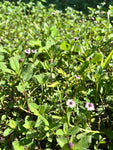 Frogfruit | Phylla nodiflora | Florida Native Ground Cover & Lawn Alternative | 4” Pots, 1 Gallon or 72 Plug Trays