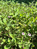 Frogfruit | Phylla nodiflora | Florida Native Ground Cover & Lawn Alternative | 4” Pots, 1 Gallon or 72 Plug Trays