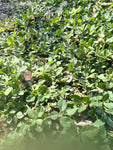 Frogfruit | Phylla nodiflora | Florida Native Ground Cover & Lawn Alternative | 4” Pots, 1 Gallon or 72 Plug Trays