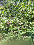 Frogfruit | Phylla nodiflora | Florida Native Ground Cover & Lawn Alternative | 4” Pots, 1 Gallon or 72 Plug Trays
