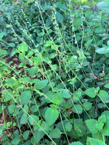 River Sage | Salvia misella | Florida Native Ground Cover & Lawn Alternative | Pollinator