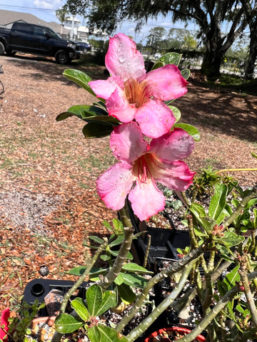 Adenium obesum Bonsai Specimens Big Pink Flowers Desert rose
