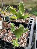 Euphorbia tortilis | Spiral Succulent Plant