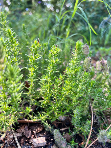 Piloblephis rigida Florida Pennyroyal | Florida Native Ground Cover Pollinator