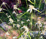White Top Sedge | Rynchospora colorata | Aquatic Grass For Low Boggy Areas
