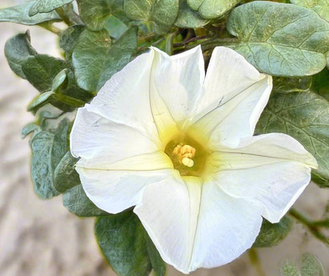 Ipomoea imperati Beach Morning Glory | Florida Native Groundcover Dune Plant