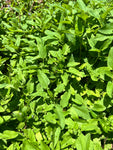 Florida Betony Stachys floridanus Edible Florida Native Groundcover!