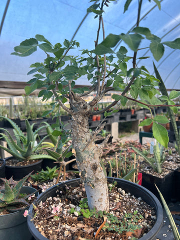 Commiphora kataf syn holtziana Huge Rooted Arm Bonsai Specimen