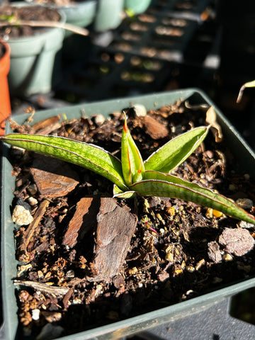 Sansevieria Royal Crown | Small Starter Plants